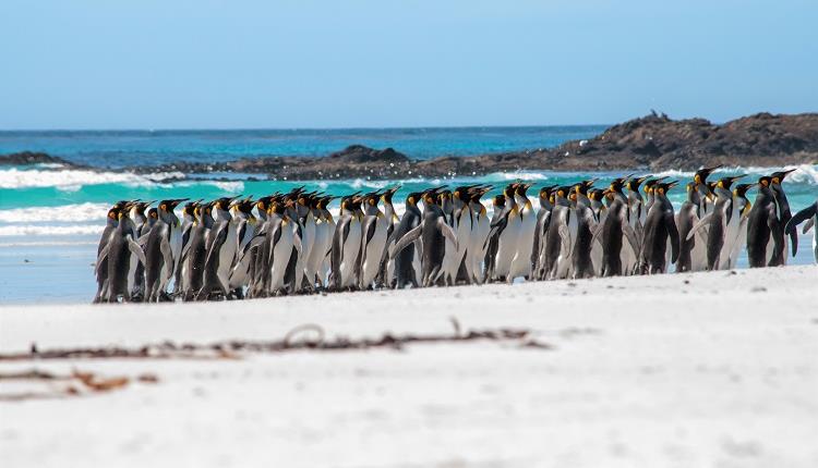 DUMA Naturreisen_Falkland Islands