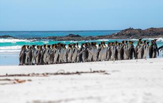 DUMA Naturreisen_Falkland Islands