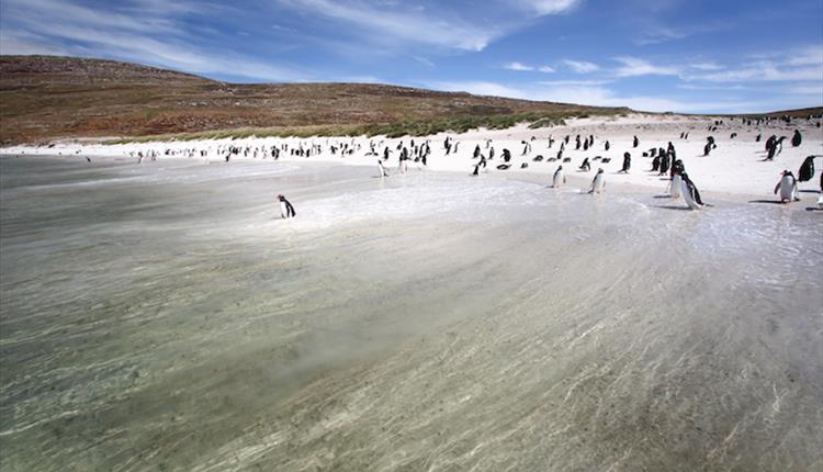 Gentoo penguin colony on the beach