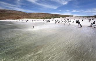 Gentoo penguin colony on the beach