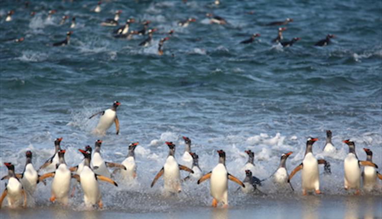 Splashing about in the waves in the Falkland Islands