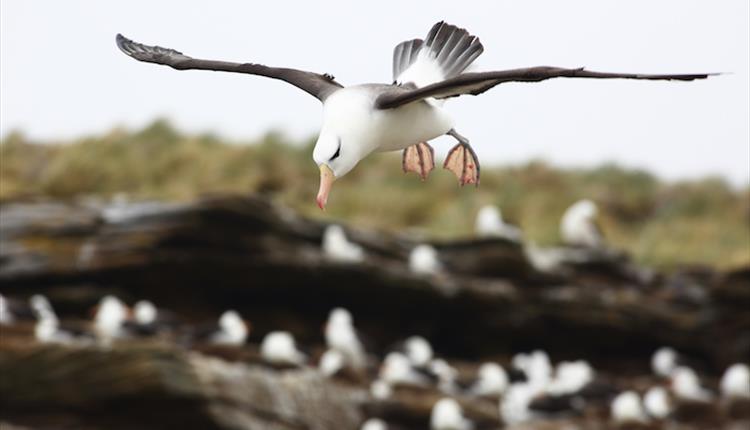 Landing at the black-browed albatross colony