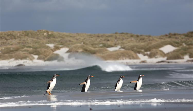 Gentoo penguins in the Falkland Islands