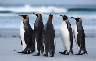 Adventure Falklands