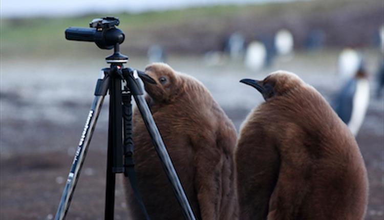 King penguin chicks checking out the equipment