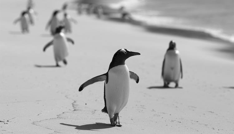 A lone penguin wanders on a beach in the Falkland Islands