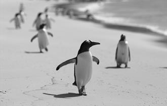 A lone penguin wanders on a beach in the Falkland Islands