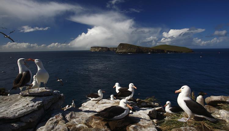 A black-browned albatross colony on high rocks in the Falkland Islands