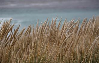 Grasses provide good habitats for wildlife in the Falklands