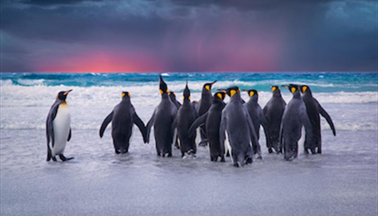 King penguins paddle on Volunteer Beach in the Falkland Islands