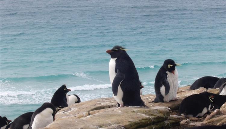 The charismatic rockhopper penguin can be found at 35 colonies in the Falkland Islands