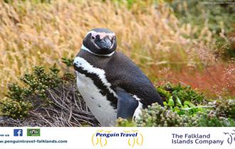 Penguin Travel - Falkland Islands Company