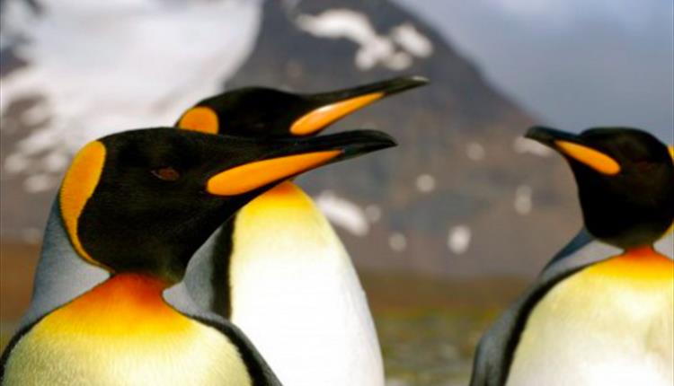 King penguins in the Falkland Islands