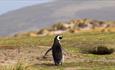 A lone Magellanic penguin on the Falkland Islands