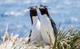 Seal Bay_East Falklands