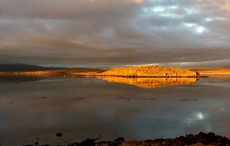Boxwood Pod_Hill Cove_West Falklands_Falkland Islands