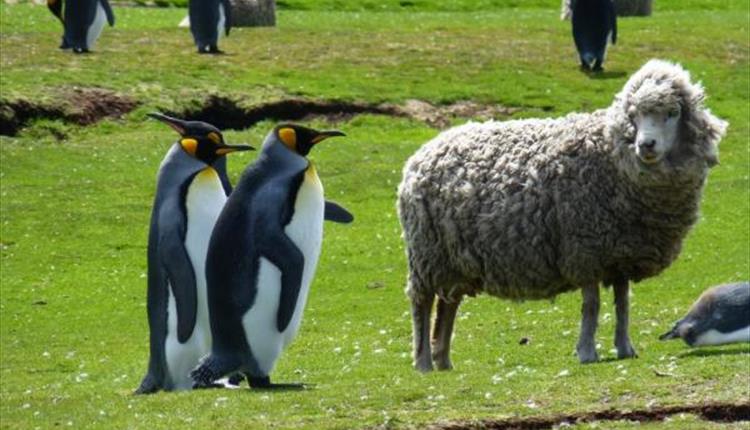 Sheep and penguins make friendly neighbours throughout the Falkland Islands