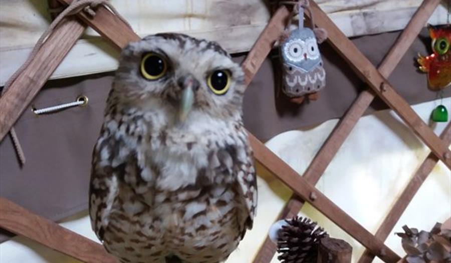 Family Craft Fun with Owls