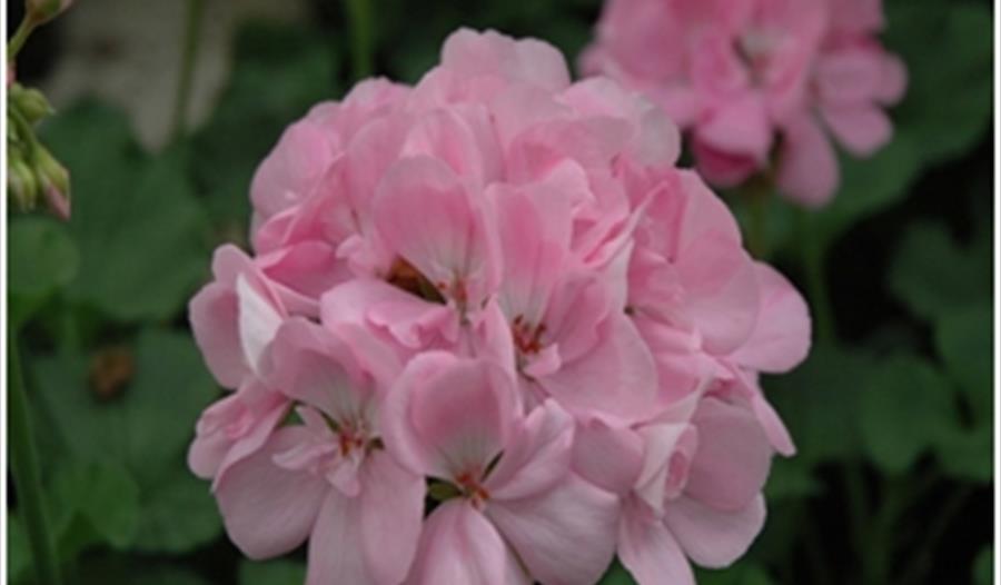 The Pelargonium Year