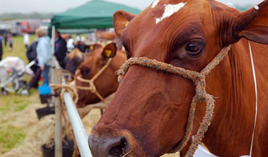 Liskeard Agricultural Show