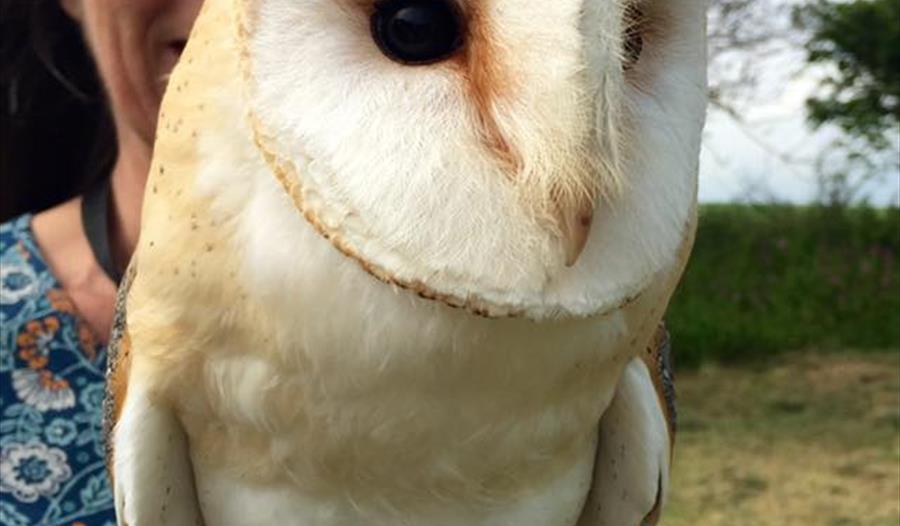 Thai Dining with Owls