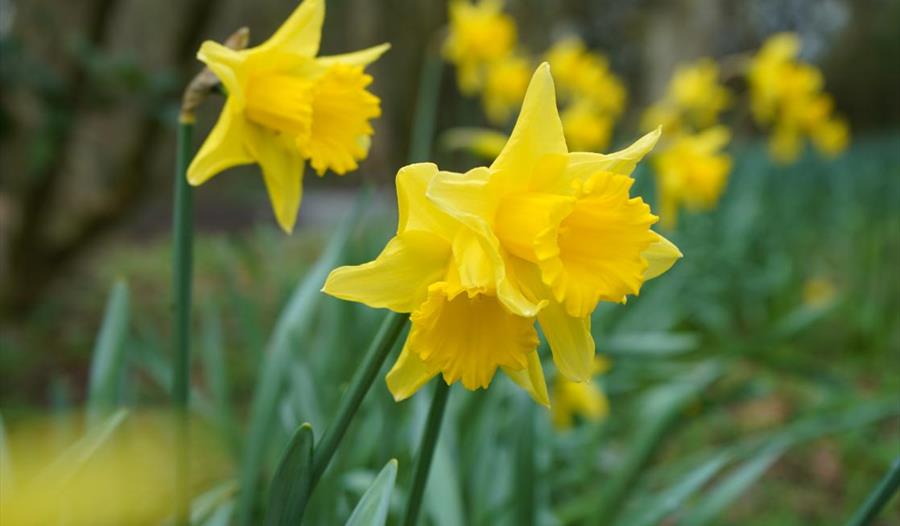 Half Term at Heligan