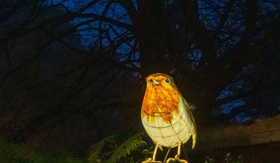 Heligan Night Garden