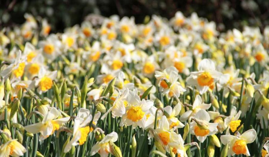 Cornish Daffodil Fair