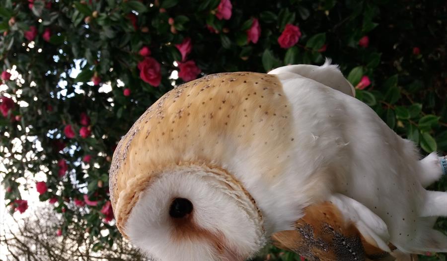 Bar-B-Que Feast in the Company of Owls