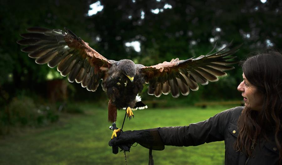 Bird of Prey Photographic Experience Day and Yurt Feast