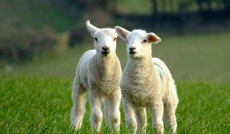 Easter at Heligan