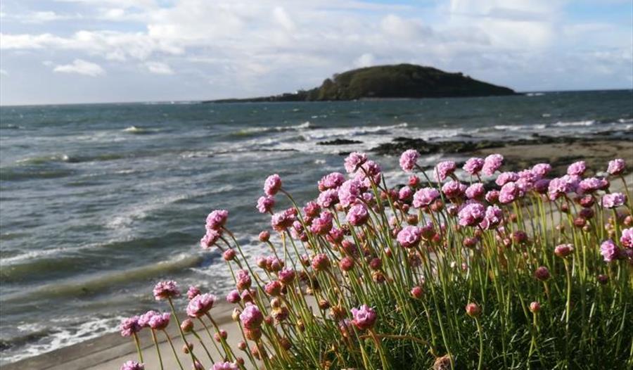 Looe Island Guided Walks