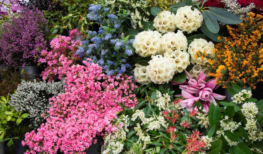 Spring Flower Show