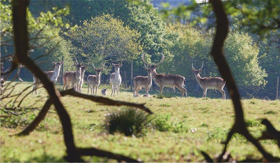 Deer  Safari
