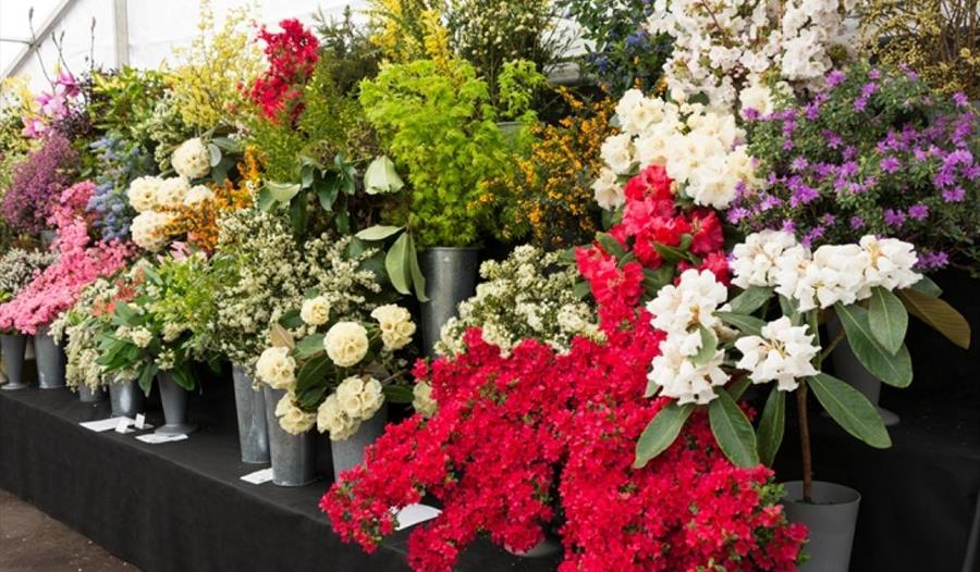 Cornwall Spring Flower Show Horticulture in Wadebridge, Cornwall Fowey
