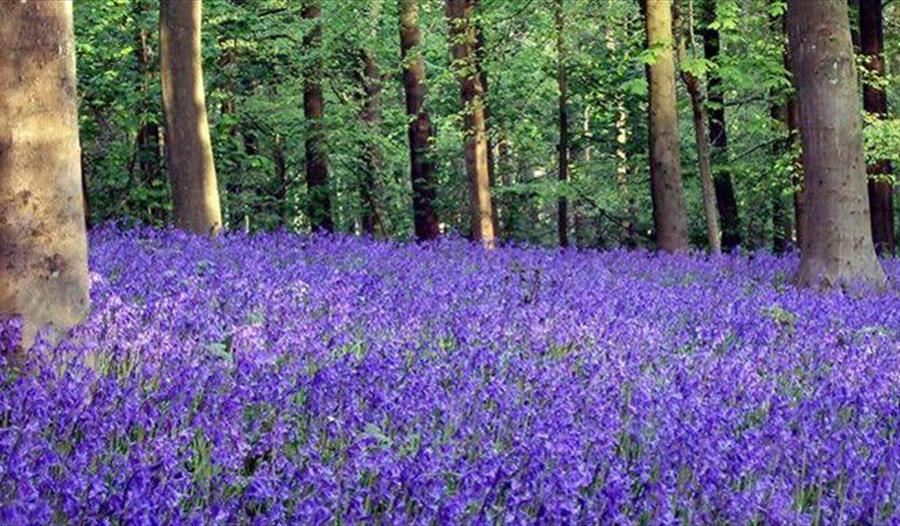 A Riot of Spring Colour