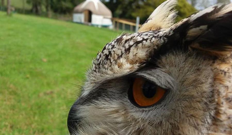 Dining in the Company of Owls