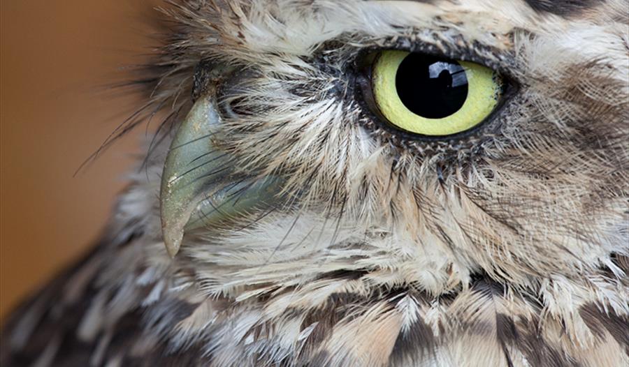 Dining with Owls + Keep Cornwall Fed