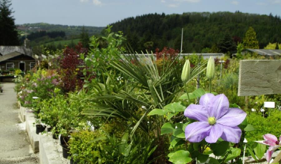 Duchy of Cornwall Nursery, Lostwithiel