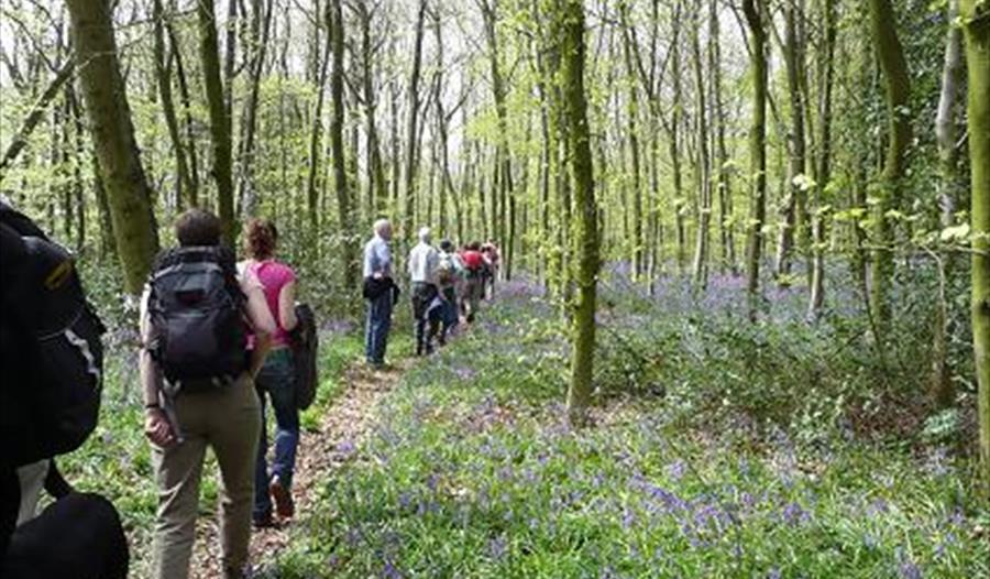 Bluebell walk