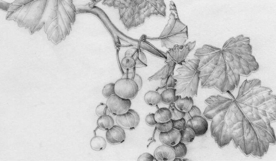Introduction to botanical illustration