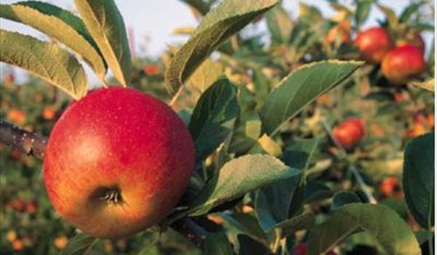 Golant Apple Day
