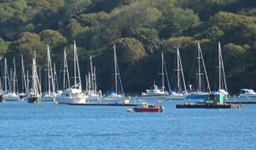 Talk: Beneath the Waves - Marine Life in the Fowey Estuary