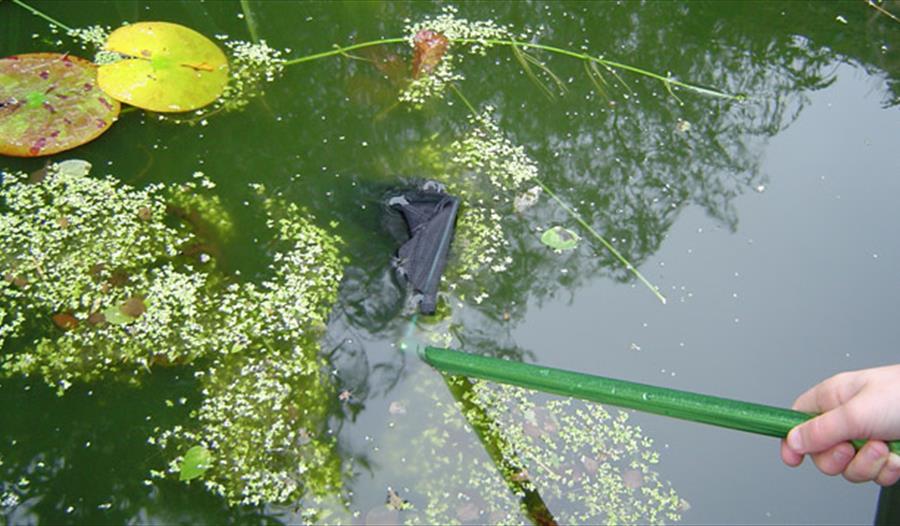Try your hand at Pond Dipping at Lanhydrock