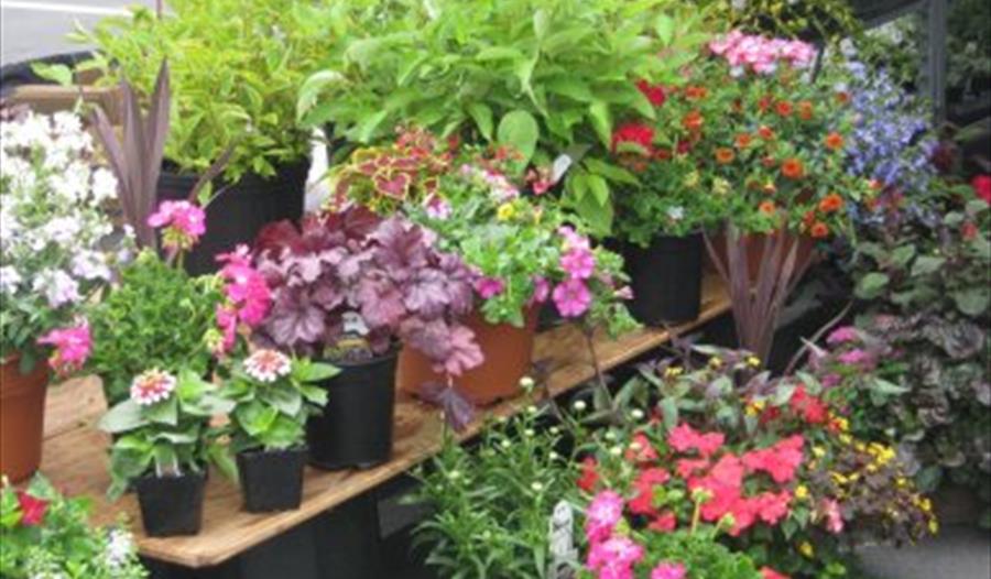 Fowey in Bloom - Plant Sale