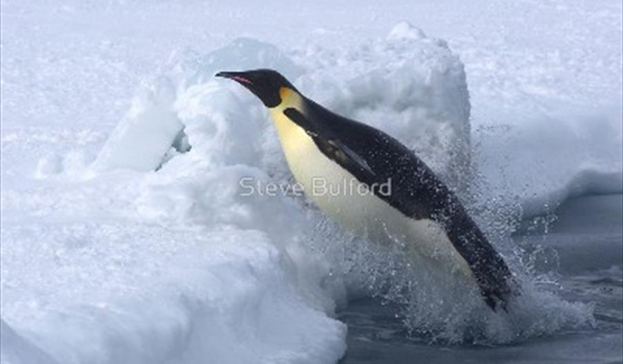 Snow Hill Island Emperor Penguins - an illustrated talk by Steve Bulford