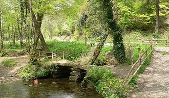 Cardinham Woods