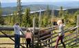 Barn hilser på kuene nær Rustad Hotell & Fjellstue