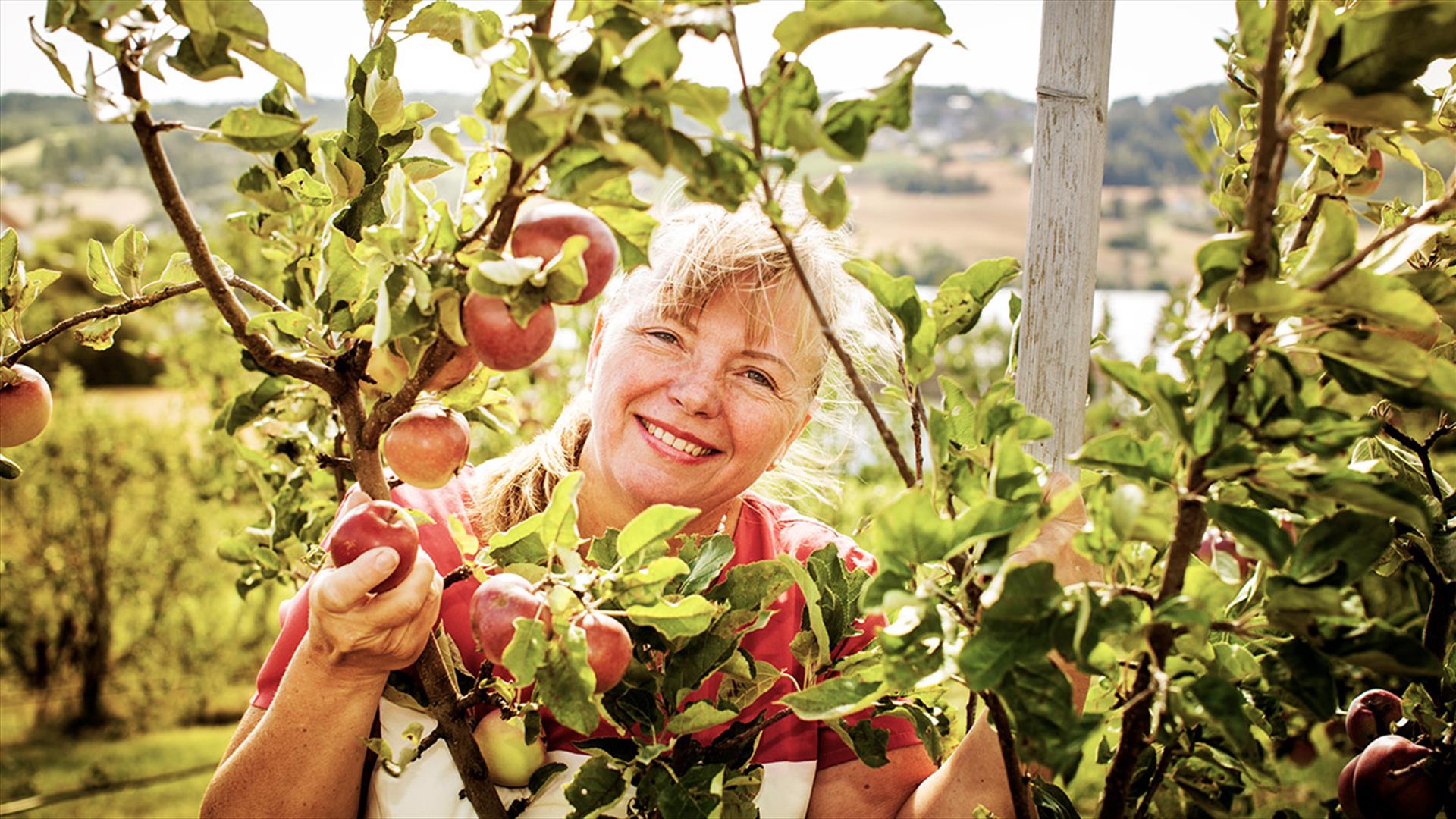 Hemlaga på Næs - Mari picking apples