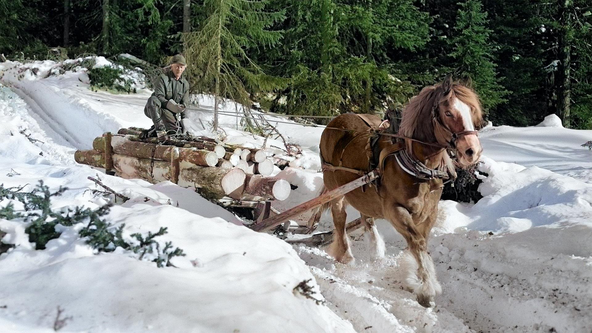 Hest og tømmer på Norsk Skogmuseum
